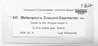 Melampsora euonymi-capraearum image